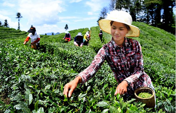 Tea trading volumes soar at China International Tea Expo 