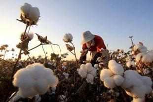 棉花期货涨停刺激概念股上涨　纺织企业囤货意愿增强