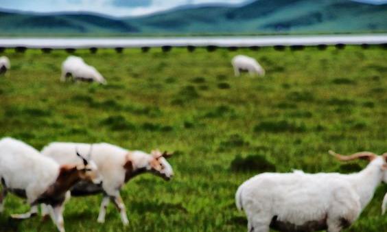 为藏羚羊迁徙让路　西藏拆除万亩草场围栏