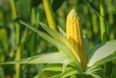 河北阳原玉米收入保险项目顺利出单