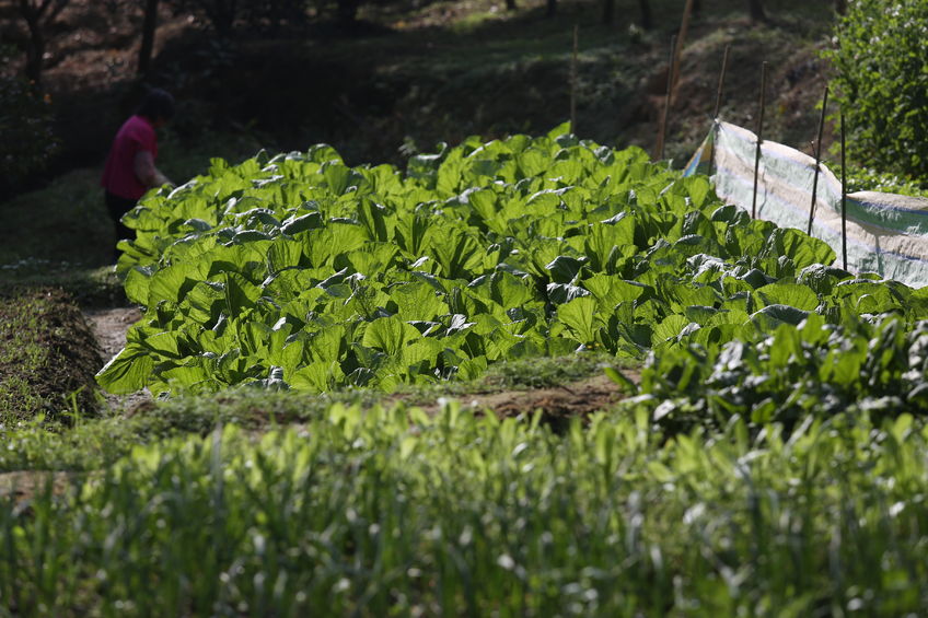麻麻花的山坡：脱贫脱出的“诗意老家”