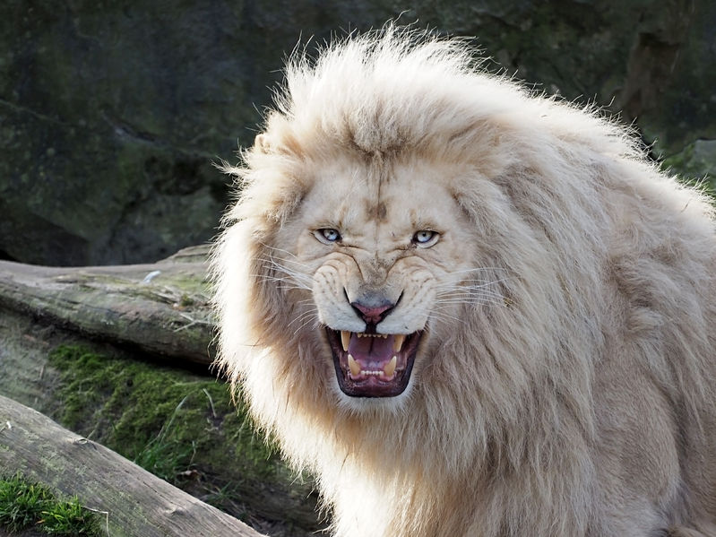 世界珍稀动物白狮首次落户秘鲁