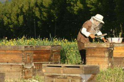 蜂协推广养蜂助脱贫