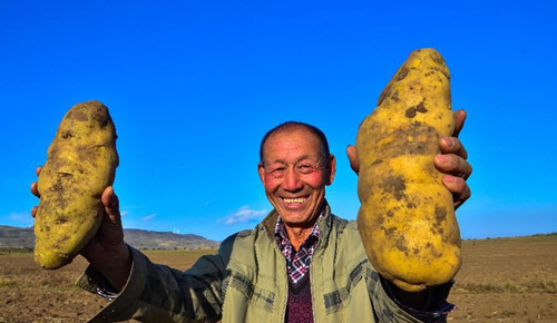 Profile: A Chinese entrepreneur's work towards a better potato