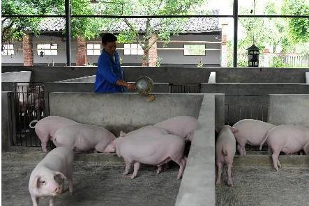 多家公司称非洲猪瘟目前影响有限
