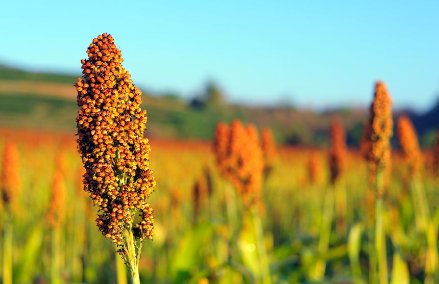 China's farm produce prices continue to climb