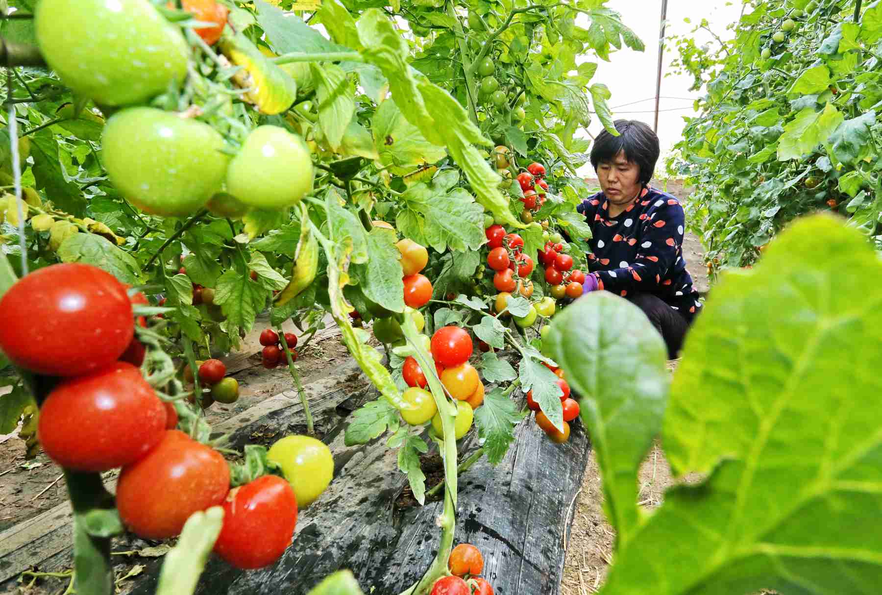 北京菜价上涨有“他因” 冷凉地区幼苗冻伤等两大原因所致