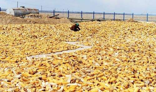 玉米期货面临季节性供应压力