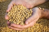 美报告空袭 豆类期货大幅下挫