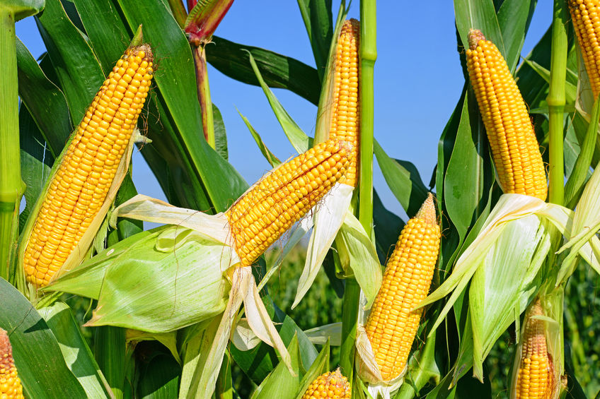 玉米价格步入1元时代 淀粉企业借力上涨到几时