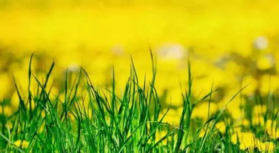 雄安新区10余项环境治理技术合作意向初步达成