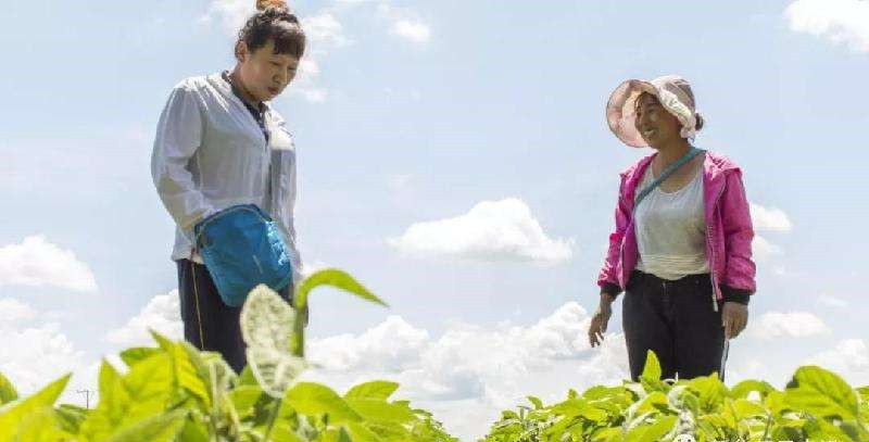 Futures price insurance helps Chinese soybean farmers hedge risk 