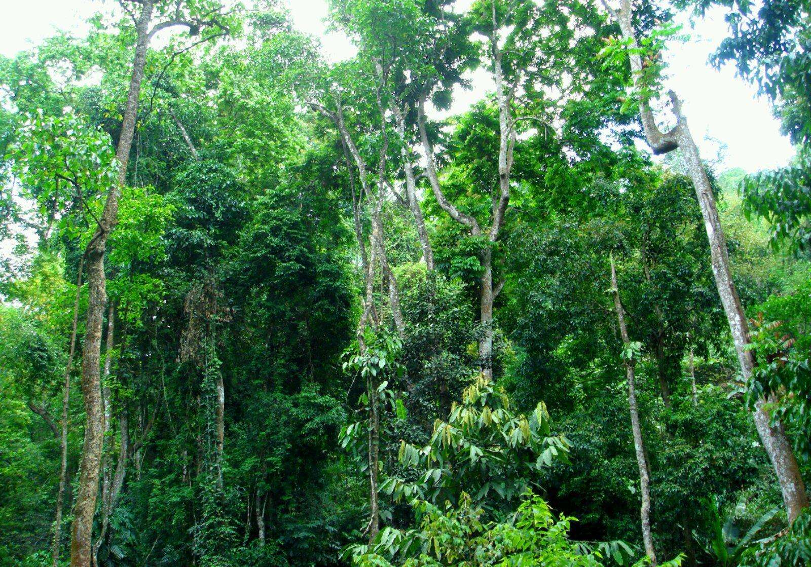 云南：保护区森林生态服务价值逾2100亿元