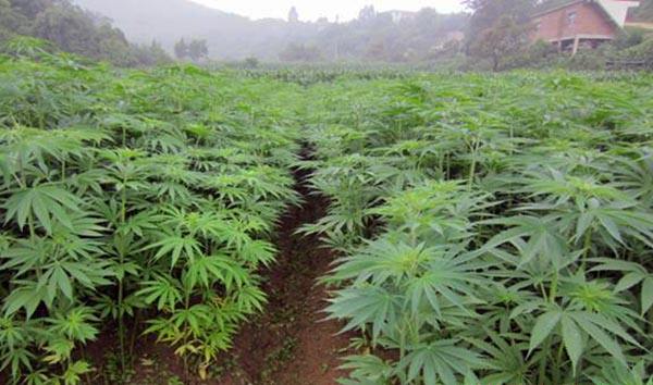 康恩贝集团子公司获批万亩以上工业大麻种植面积