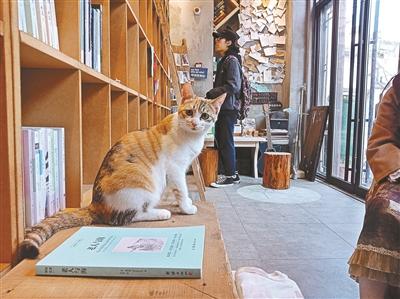12平方米24小时无人书店 三只猫当“掌柜”