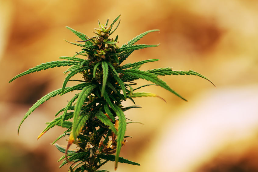 紫鑫药业、岳阳林纸拟拓展工业大麻业务