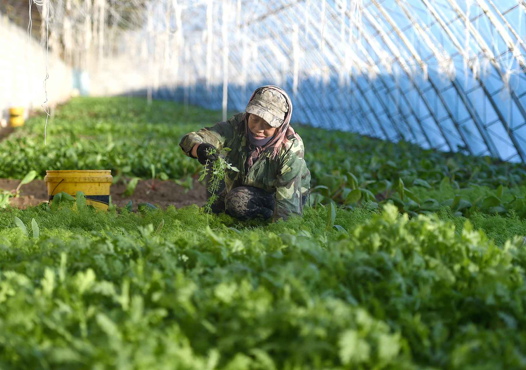 北大国发院林双林：精准扶贫应提高农民基本养老金
