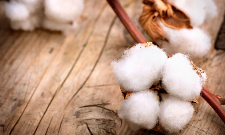 棉花系期货领跌商品市场