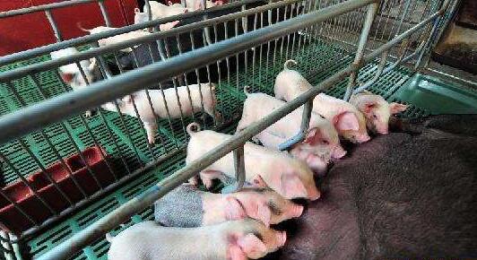 农业农村部：加强非洲猪瘟防治新兽药研制宣传