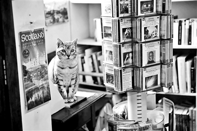 淘出旧时光：在店猫穿梭的英国二手书店邂逅惊喜