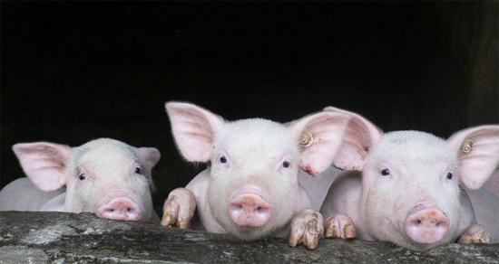 海关总署：我国8月份猪肉进口同比增长76%