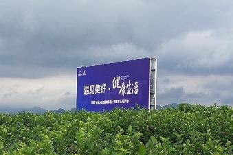 贵州茅台发力生态农业板块 主推“悠蜜”蓝莓品牌