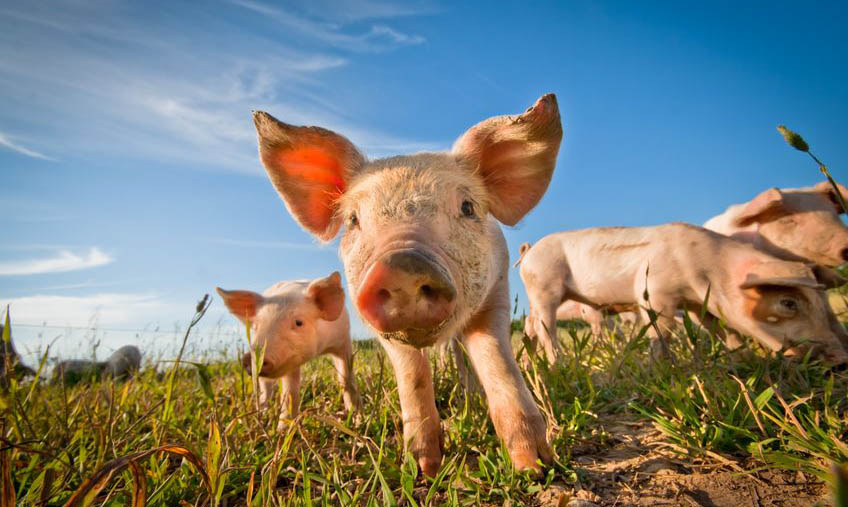 猪肉价格回落猪概念股下跌 猪肉板块将何去何从？