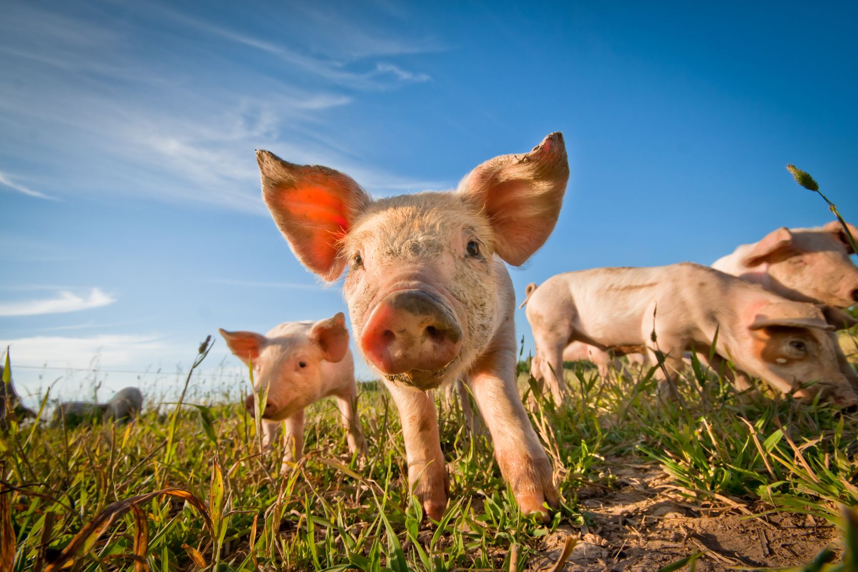 供应增速高于消费需求增速 猪肉供需矛盾有所缓解