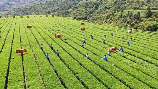 福建：安溪铁观音位列中国区域品牌价值榜首