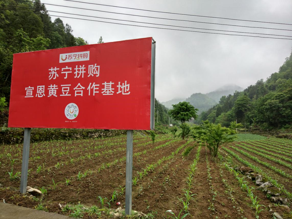 苏宁拼购宣恩黄豆合作基地助力农产品上行.jpg