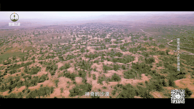 【甘味故事】八步沙溜达鸡——沙漠中的