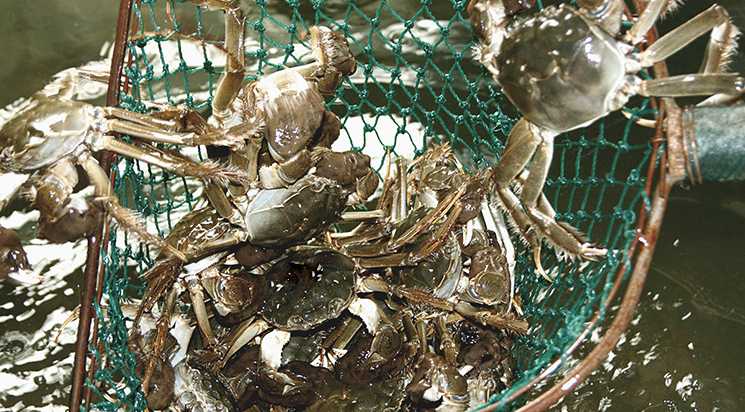全方位确保大闸蟹品质推动多方共赢 京东生鲜示范平台责任