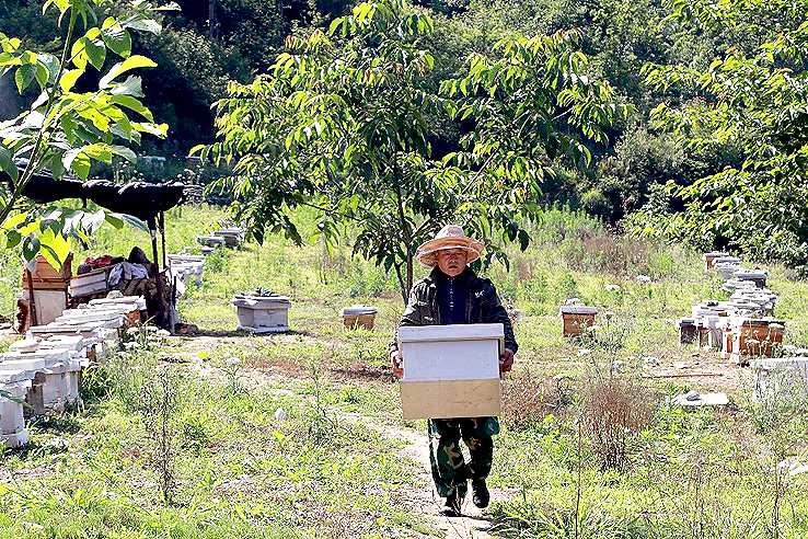 京东发布“奔富助长计划” 未来三年带动农村万亿产值