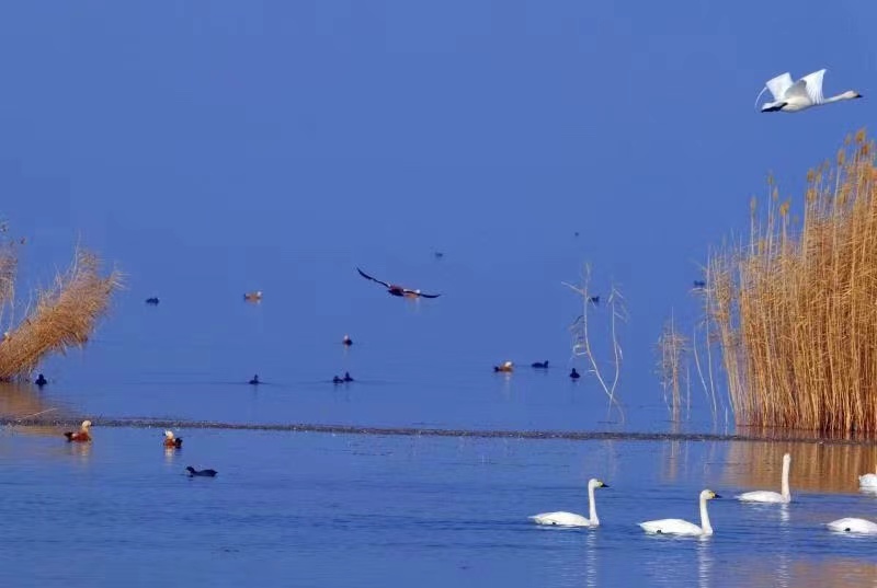 乌梁素海：湖水净　鸟飞回