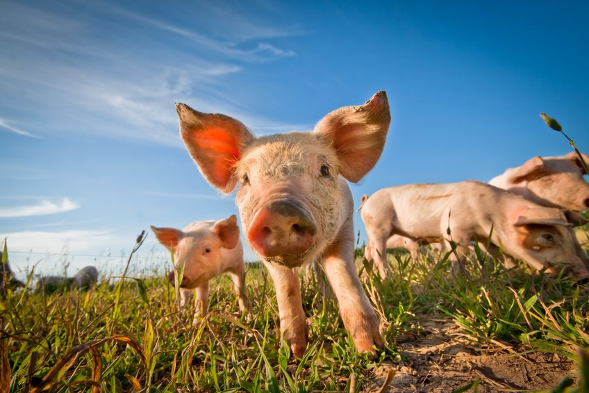 春节临近猪价全面下行 养殖行业受两面夹击