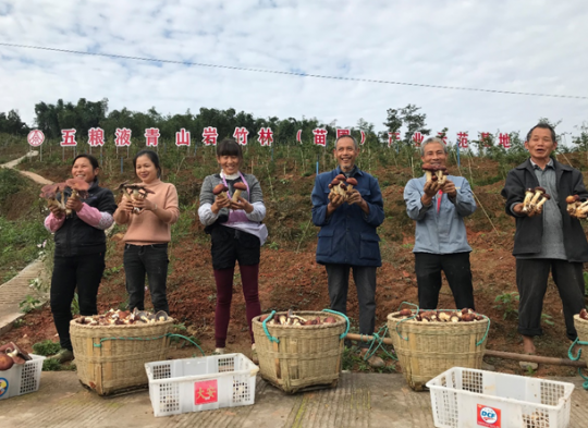 从拔“穷根”到助“振兴” 五粮液在中国减贫历史伟业中写下精彩篇章