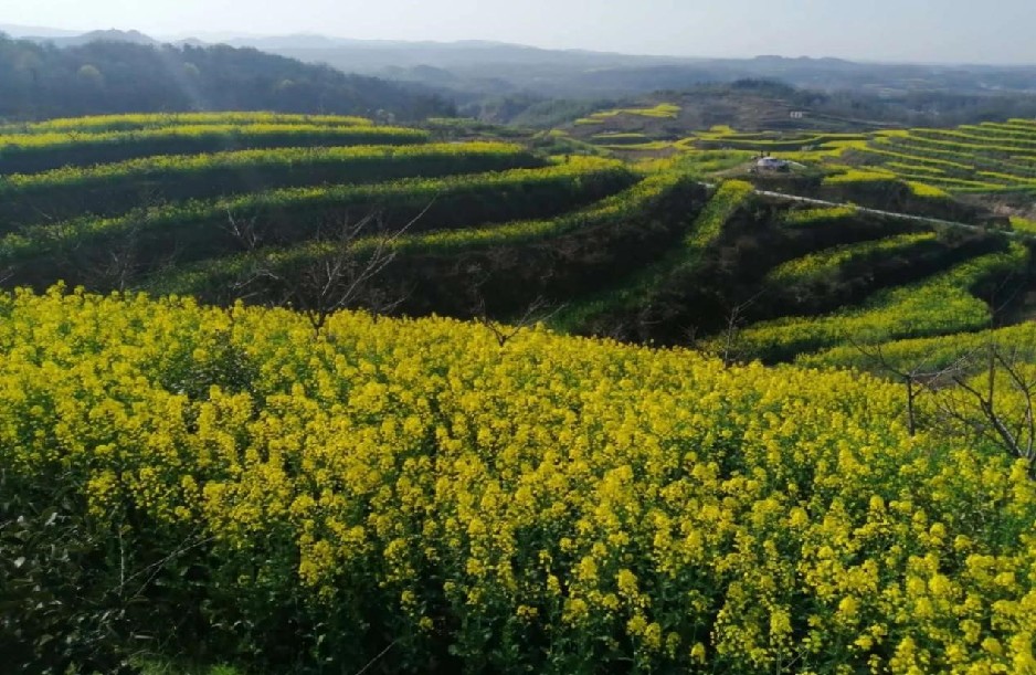 信阳发布“春季九大赏花线路”