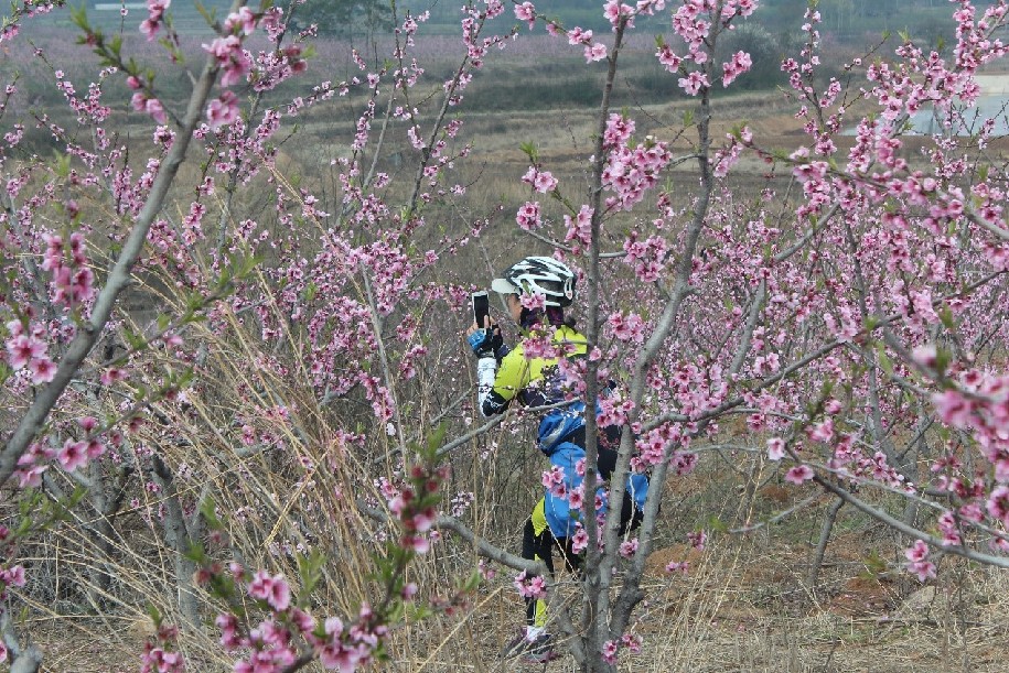 信阳发布“春季九大赏花线路”