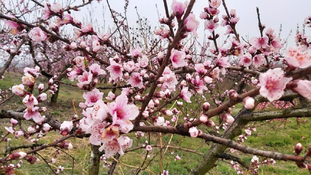 信阳发布“春季九大赏花线路”