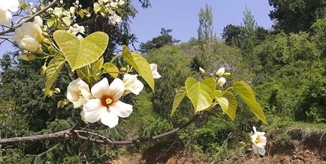 信阳发布“春季九大赏花线路”