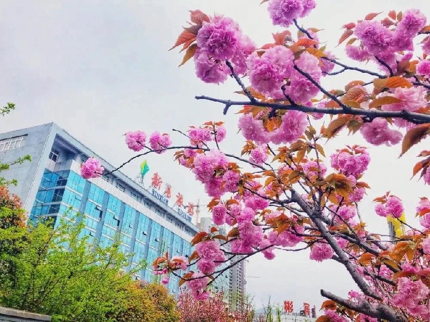 信阳发布“春季九大赏花线路”