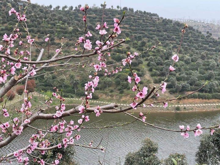 信阳发布“春季九大赏花线路”