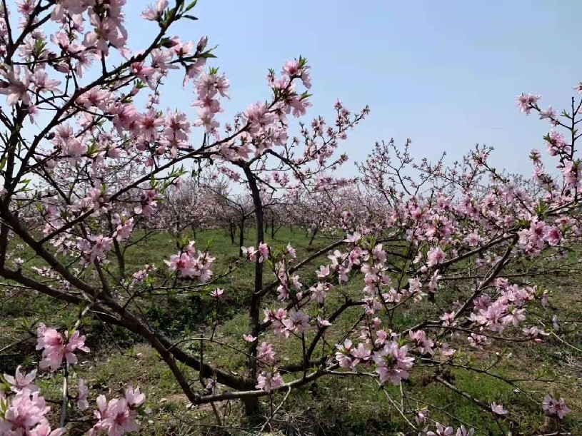 信阳发布“春季九大赏花线路”