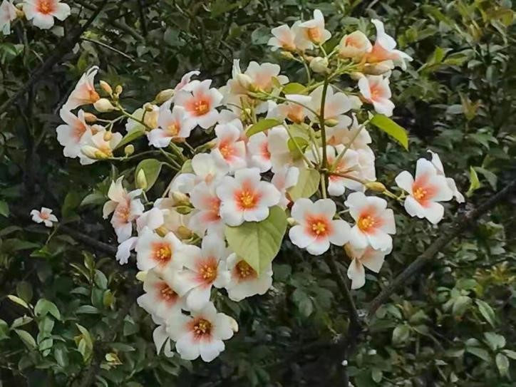信阳发布“春季九大赏花线路”