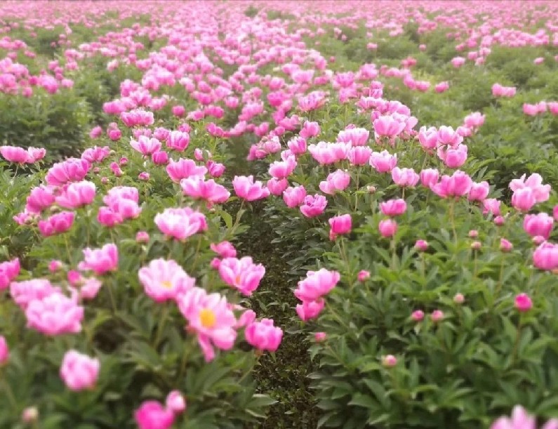 信阳发布“春季九大赏花线路”