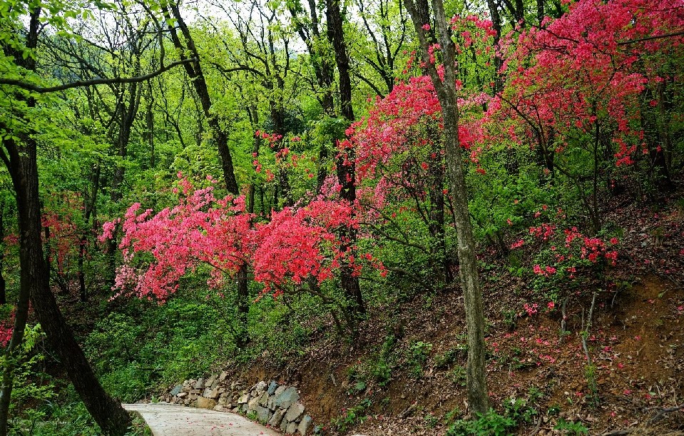 信阳发布“春季九大赏花线路”