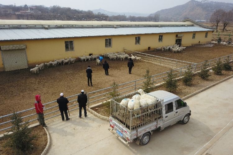 "甘肃省临夏回族自治州东乡族自治县,是全国唯一以东乡族为主体的县