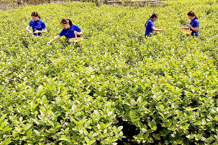 图为福州茉莉花种植基地(李罡 摄)